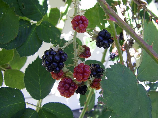 Small blackberries