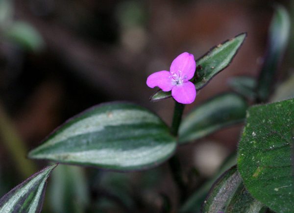 Malý fialový květ na rostlině s pruhovanými listy.