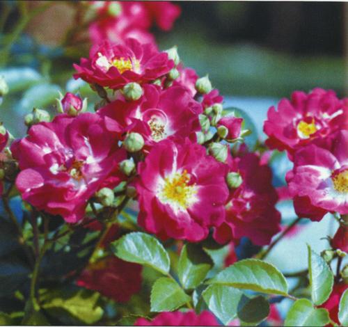 Дребноцветни сортови рози.