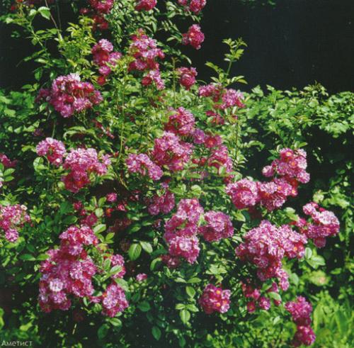 Small-flowered variety roses.