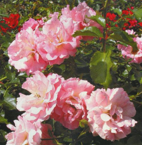 Small-flowered variety roses.