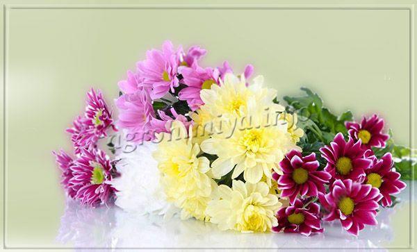 Les variétés de chrysanthèmes à petites fleurs s'enracinent beaucoup plus rapidement que les variétés à grandes fleurs