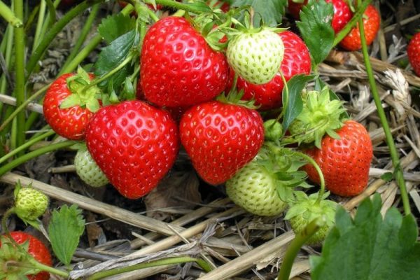Småfrukterade jordgubbar kallas ofta jordgubbar.