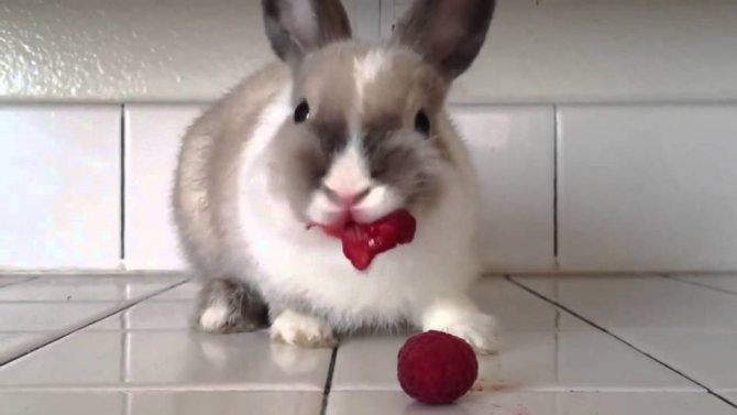 Das dekorative Kaninchenmenü sollte variiert werden.
