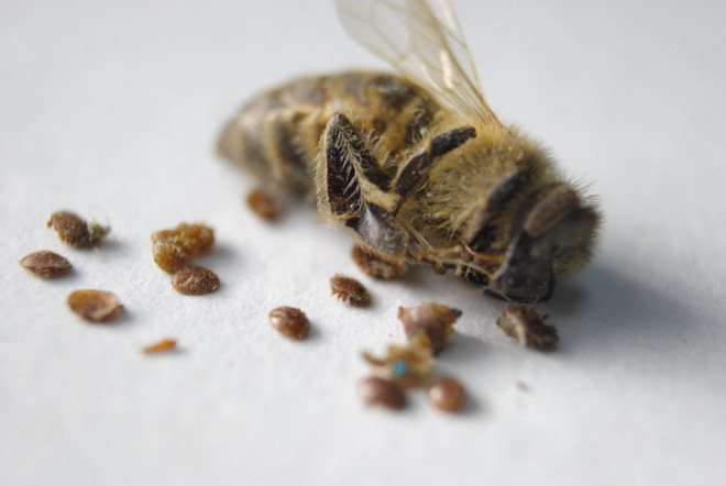 Мъртва пчела