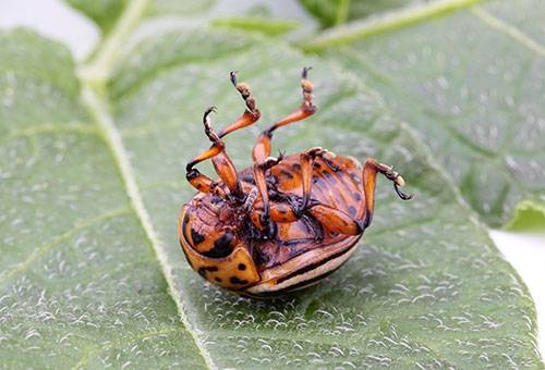 Kumbang kentang colorado mati