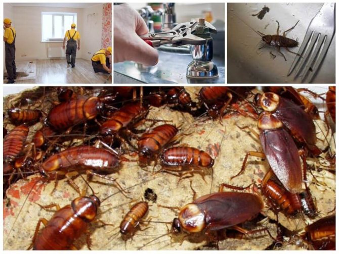 Мерки за борба с таракани в общежитието