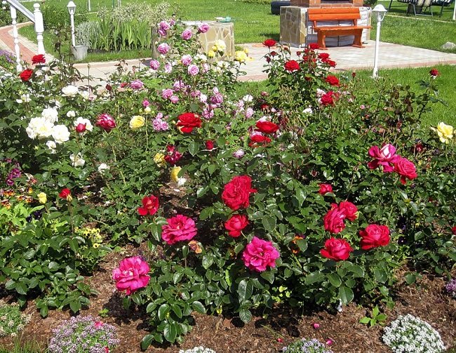 място за розова градина в страната