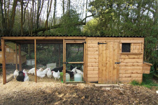 The place for walking chickens is located close to the chicken coop