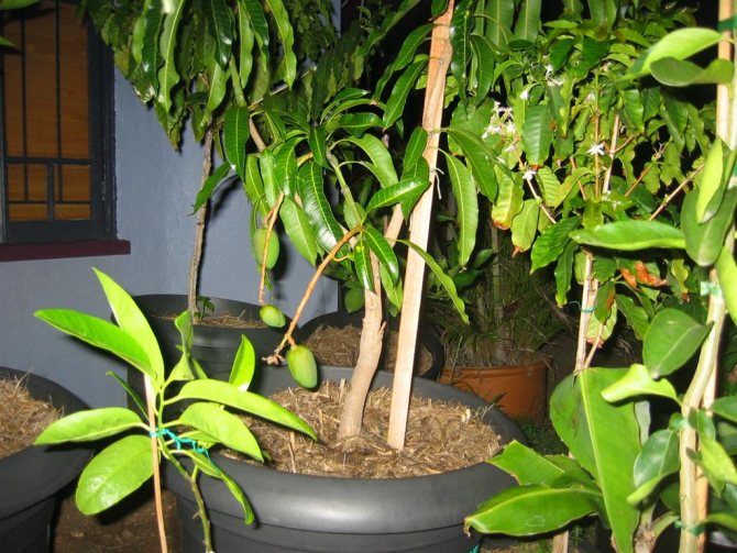 Zona de cultivare a mango