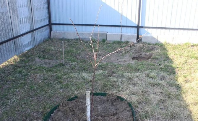 Place for growing apple seedlings