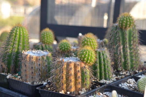 Metoda řízků kaktusu