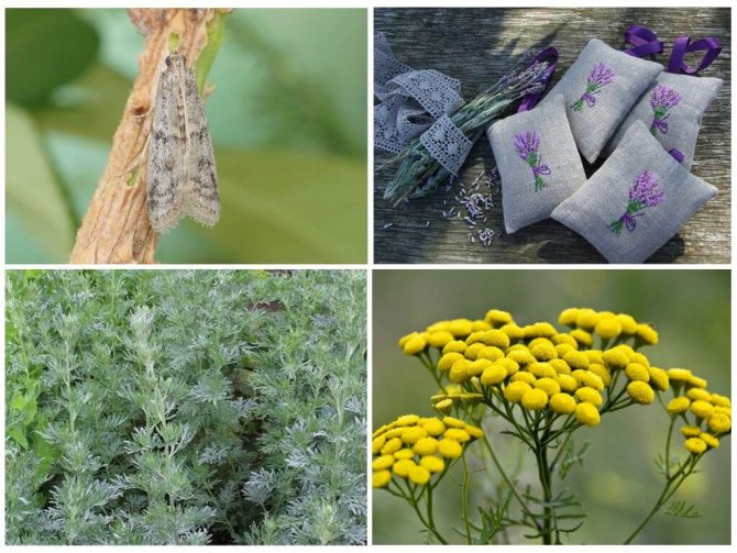 Metode de control al moliei, plante inodore și multe altele