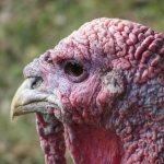 Metronidazole for turkeys - rules of use