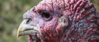 Metronidazole for turkeys - rules of use