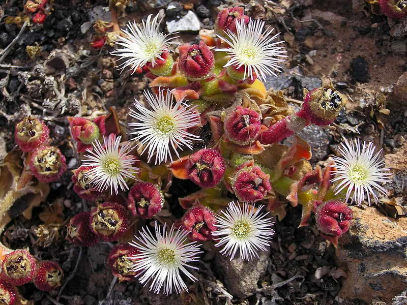 Křišťálová mesembryanthemum nebo krystalická tráva Mesembryanthemum crystalinum
