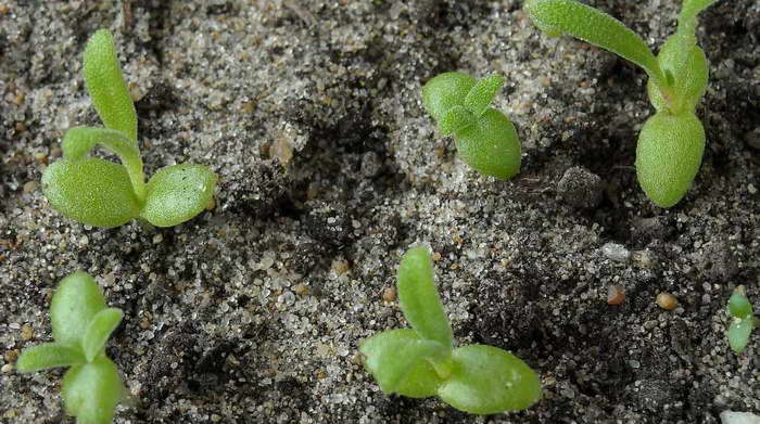 Ang Mesembriantemum na lumalagong mula sa mga seed shoot ng larawan