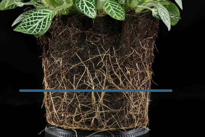 Между поливанията почвата в саксията на Fittonia трябва леко да изсъхне.