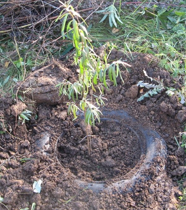 Il existe des différences et des règles importantes entre les plantations d'argousier au printemps et à l'automne qui doivent être respectées.