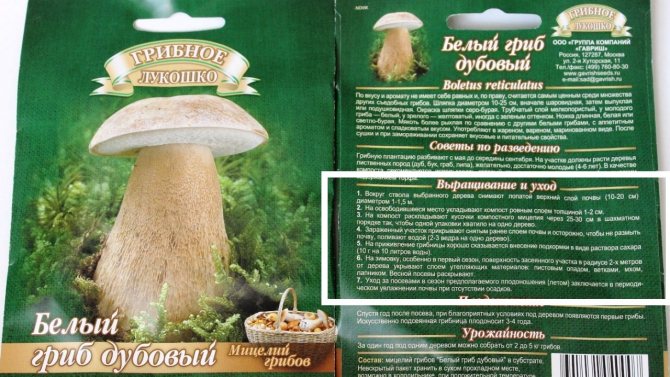 Mycelium of porcini mushrooms