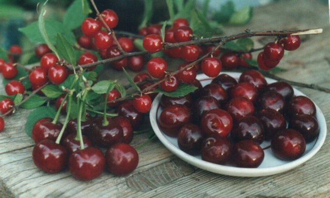 Michurinskaya cherry: paglalarawan at mga katangian ng pagkakaiba-iba