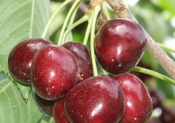Michurinskaya cherry: description and characteristics of the variety