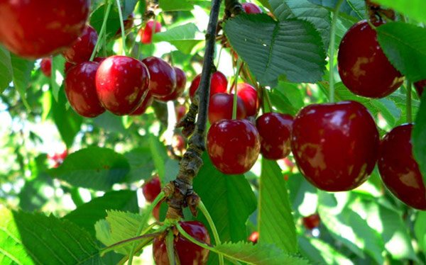 Michurinskaya cherry: popis a vlastnosti odrůdy