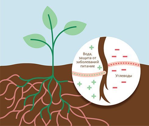 Blaubeermykorrhiza