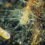 Mycorrhiza fungus