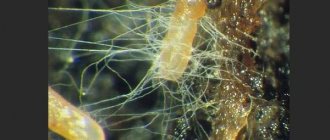 Ciuperca Mycorrhiza