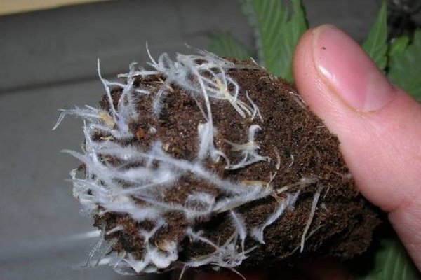 Micoriza rădăcină
