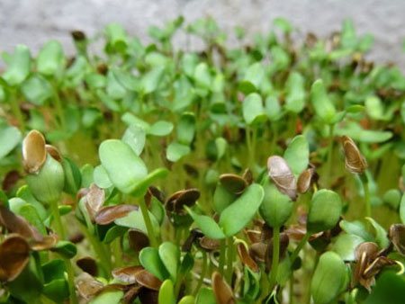 flax microgreen