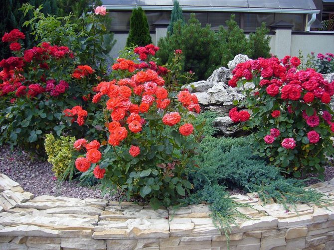Mixborder of conifers and roses