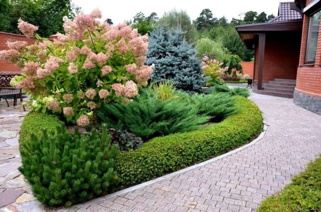 Mixborder of conifers and shrubs: ready-made schemes, amazing ideas with photos