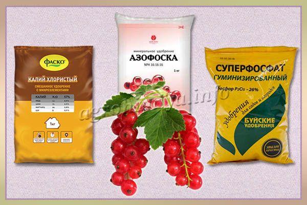 Mineral fertilizers for currants