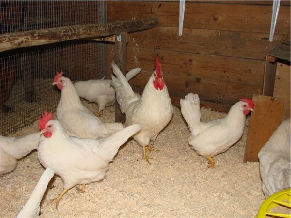 Mini meat breeds of chickens B-33.