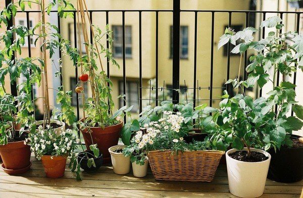 mini-grădină de legume