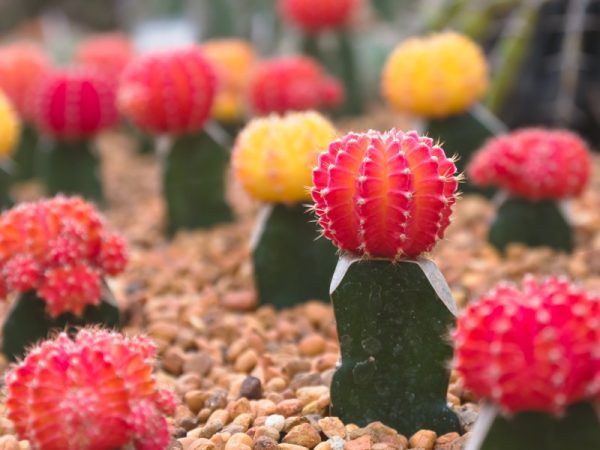 miniature cacti