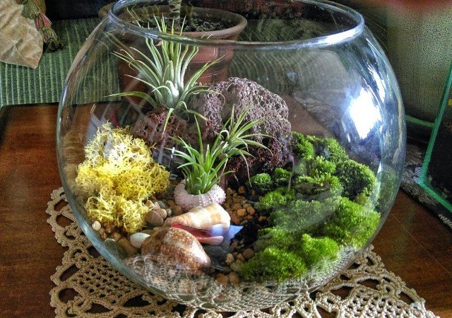 Tumbuhan miniatur boleh diletakkan di florarium untuk musim sejuk.