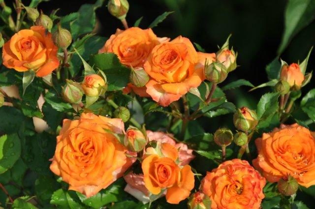 Miniaturní růže: top 15 odrůd rozkošných dětí s fotografiemi a popisy
