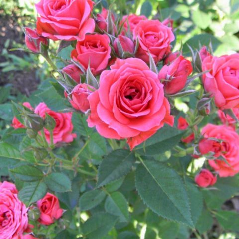 Miniature roses: top 15 varieties of adorable babies with photos and descriptions
