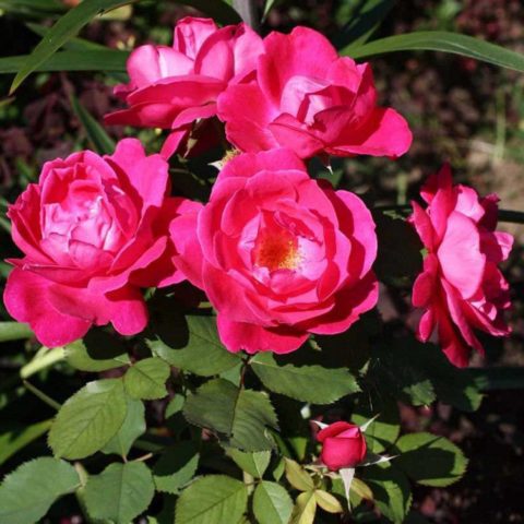 Pinaliit na rosas: nangungunang 15 mga pagkakaiba-iba ng mga kaibig-ibig na sanggol na may mga larawan at paglalarawan