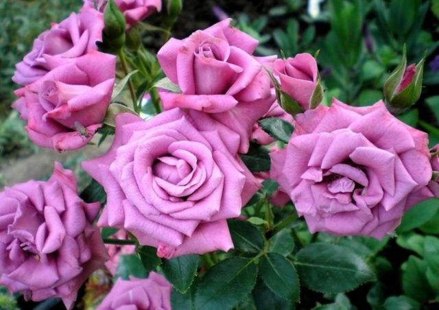 Pinaliit na rosas: nangungunang 15 mga pagkakaiba-iba ng mga kaibig-ibig na sanggol na may mga larawan at paglalarawan