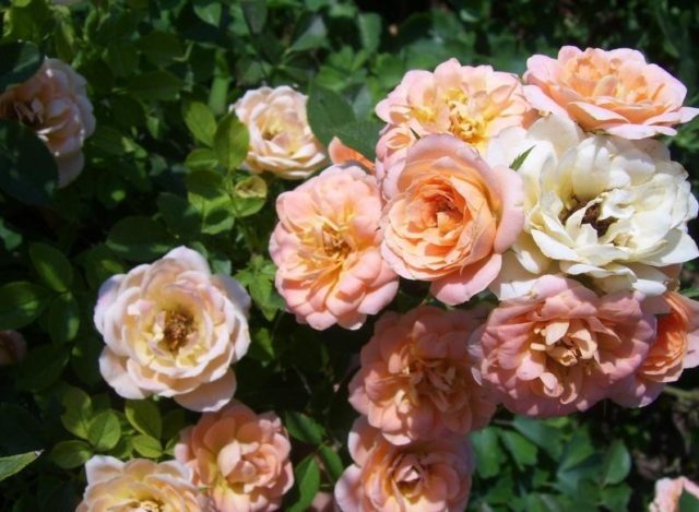 الورود المصغرة: أفضل 15 نوعًا من الأطفال الرائعين بالصور والأوصاف