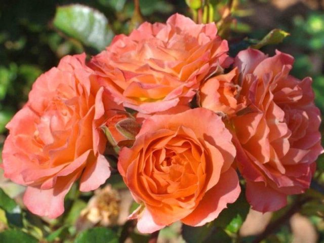 Miniature roses: top 15 varieties of adorable babies with photos and descriptions