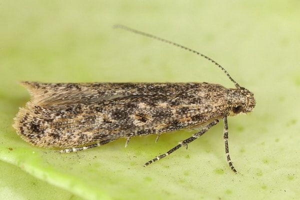 Miner moth moth