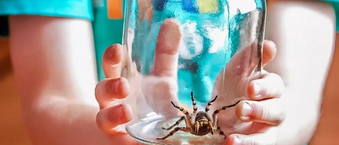 عالم الحشرات والعناكب