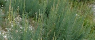 Fuchsschwanz-Mirikaria: Pflanzen und Pflege