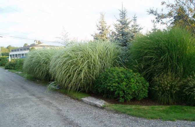 Miscanthus is used to create a green hedge