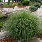 Miscanthus is a fairly tall plant that grows up to 2 meters